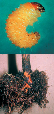 Biologie